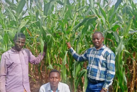 HSI – Corn in abundance